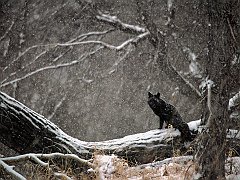 Black Phase Red Fox in Snowstorm